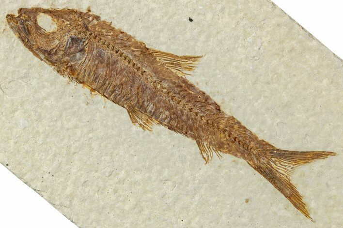 Detailed Fossil Fish (Knightia) - Wyoming #244149